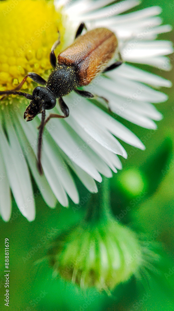 Close-up of beetle. The pest control in the garden. Insects, a little insect. Close-up of beetle. The pest control in the garden. Insects, a little insect.