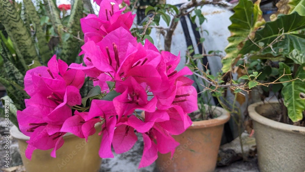 Bougainvillea growing in a pot showing vivid pink color Bougainvillea growing in a pot showing vivid pink color