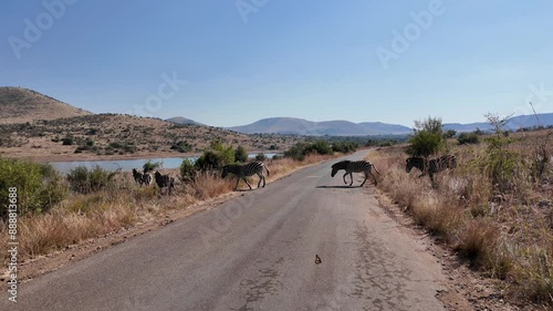 Zebras On Street At Pilanesberg National Park In North West South Africa. African Animals Landscape. Pilanesberg National Park. Pilanesberg National Park At North West South Africa. Big Five Animals. photo