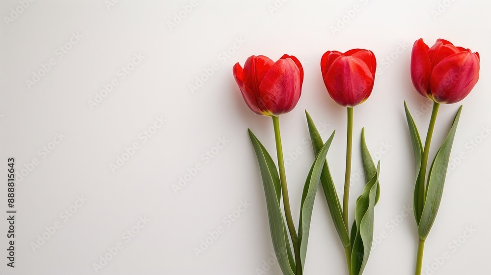 Three red tulips on white background with space for text viewed from above Three red tulips on white background with space for text viewed from above
