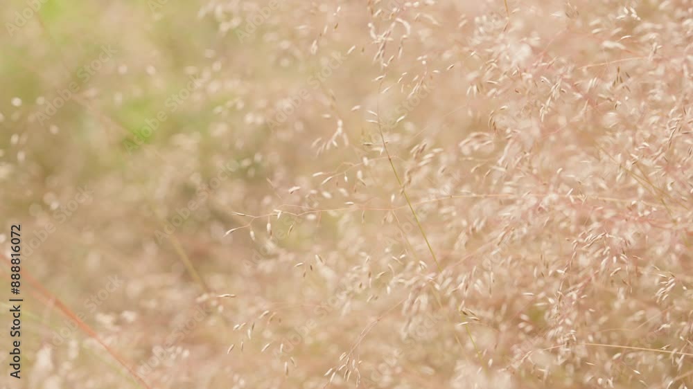 Tall grass gently swaying in the breeze, captured with a soft, warm light. Calm, relaxation, and the beauty of the natural world concept. (4K slow motion) Tall grass gently swaying in the breeze, captured with a soft, warm light. Calm, relaxation, and the beauty of the natural world concept. (4K slow motion)