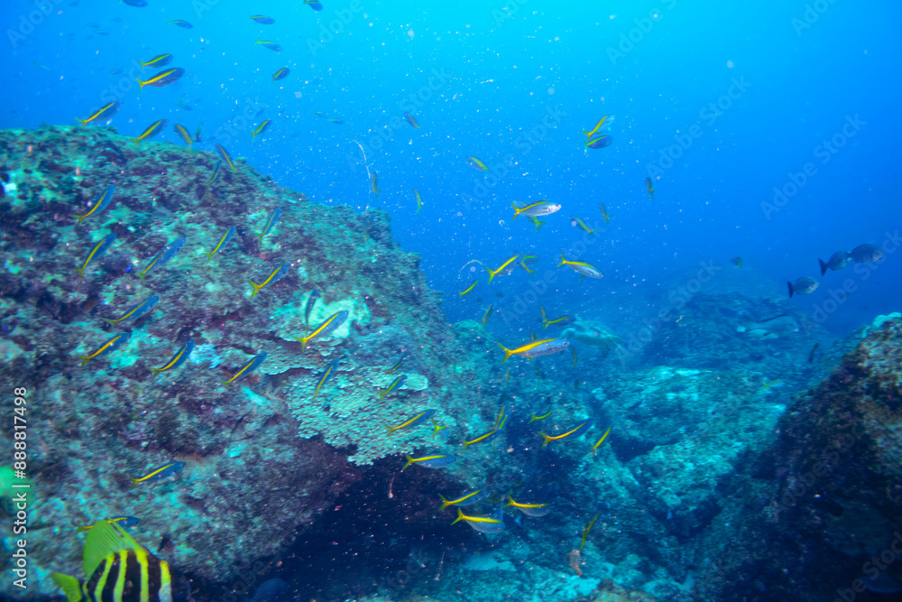 Naklejka premium ゆったり泳ぐ美しく大きなアオウミガメ（ウミガメ科）とタカベ（タカベ科）の群れ。 東京都伊豆諸島式根島-2020年10月 Green sea turtle (Chelonia mydas, family Turtles) Yellowstriped Butterfish (Labracoglossa argentiventris). 
