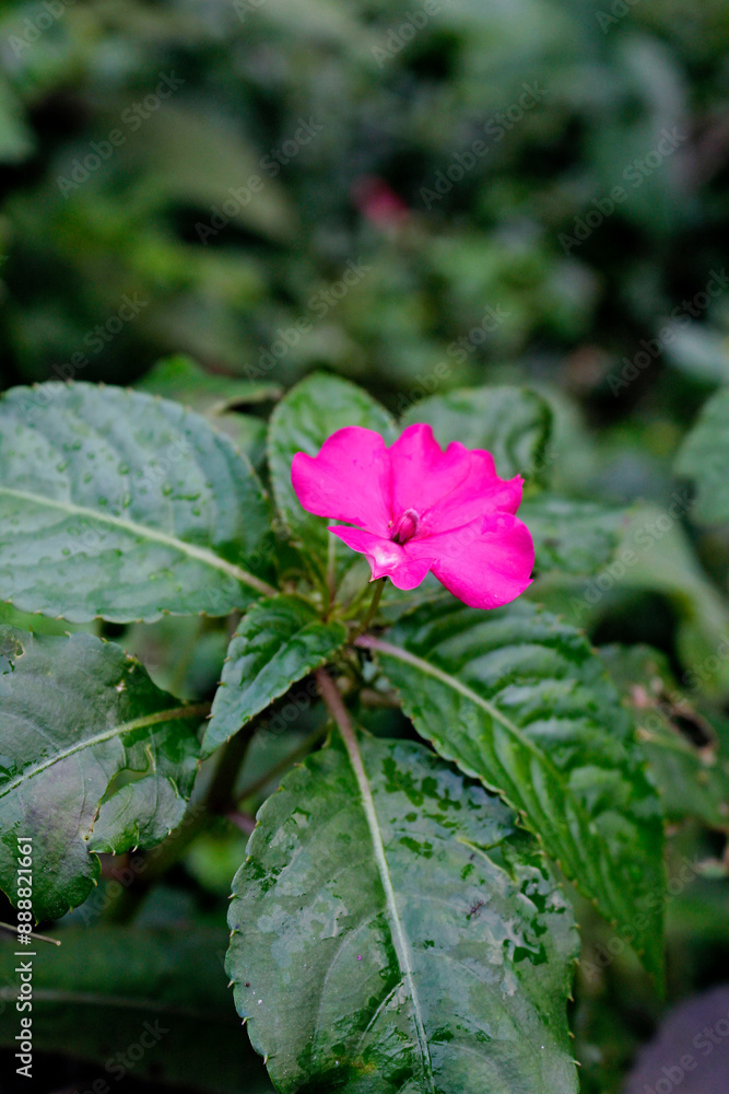 Hawkeri henna is a flowering plant that is sought after by many gardeners because it produces colorful petals.