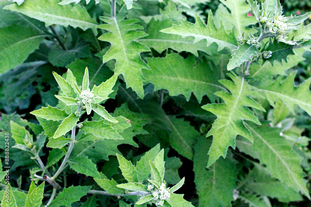 Sembung leaves, or the Latin name Blumea balsamifera, is a herbal plant originating from Nepal. This plant grows in open, somewhat protected areas on river banks. Sembung leaves, or the Latin name Blumea balsamifera, is a herbal plant originating from Nepal. This plant grows in open, somewhat protected areas on river banks.