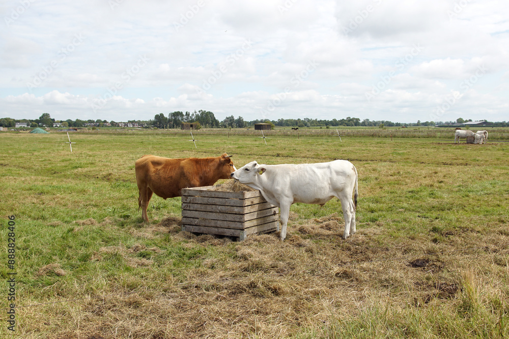 White and brown cows in the meadow eating hay from a hay feeder. Pasture landscape in the Netherlands, North Holland. Summer, July White and brown cows in the meadow eating hay from a hay feeder. Pasture landscape in the Netherlands, North Holland. Summer, July