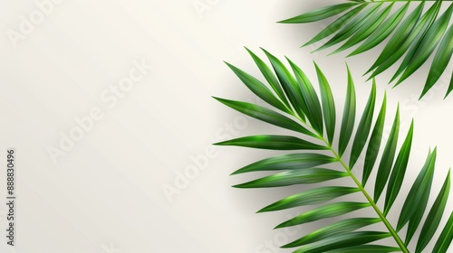 Tropical abstract background with palm or coconut leaves gradient. Ideal for ads, business cards, clean backgrounds.