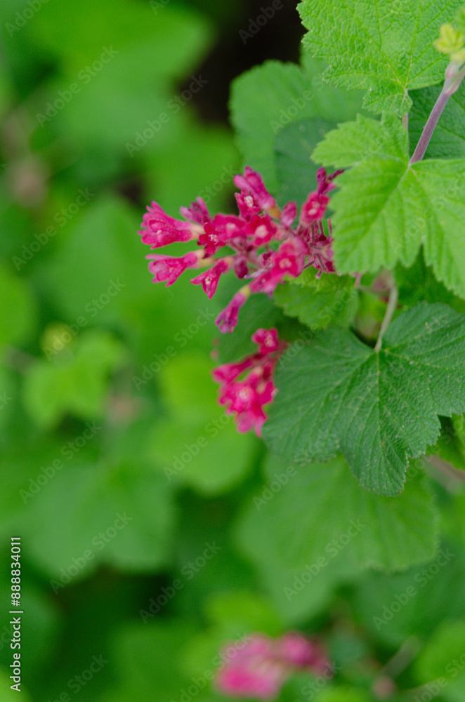 Ribes sanguineum. Ribes sanguineum.