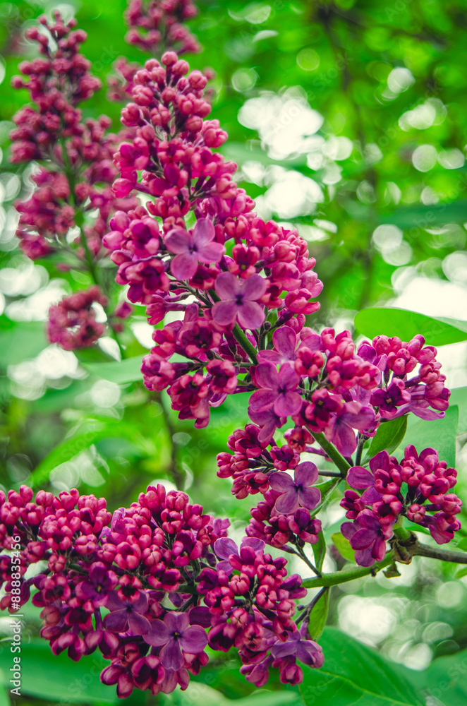 Syringa, flower. Syringa, flower.