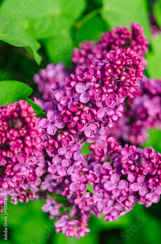 Syringa flower.