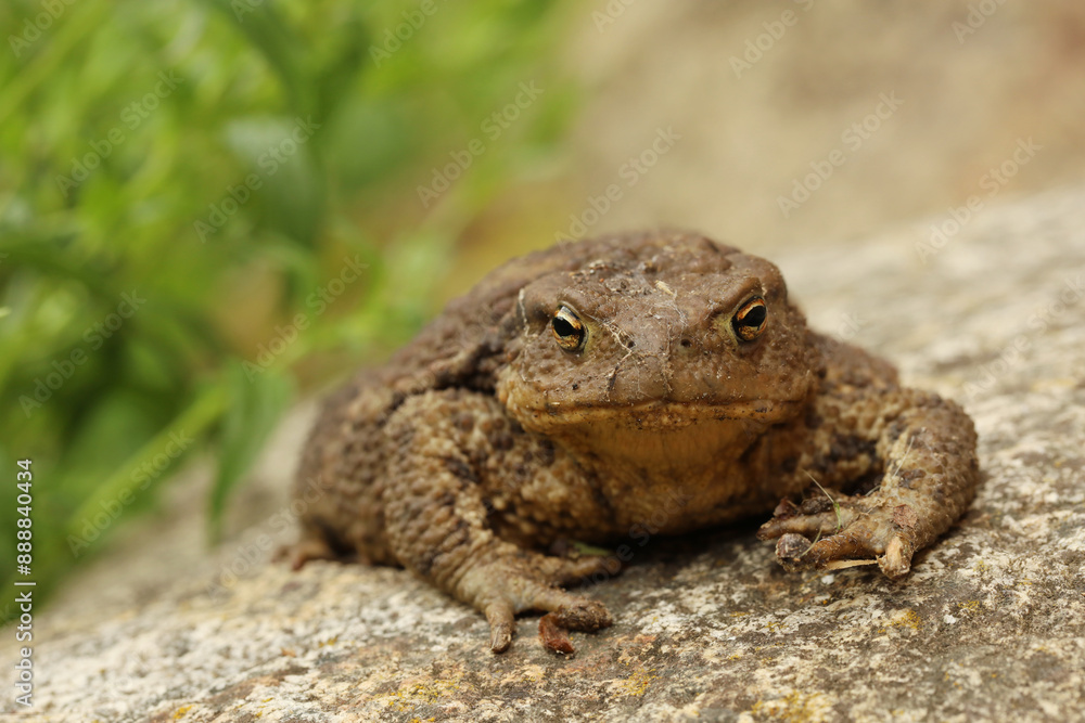 A frog looking into the lens. A big frog on a stone with green grass in the background. A frog looking into the lens. A big frog on a stone with green grass in the background.