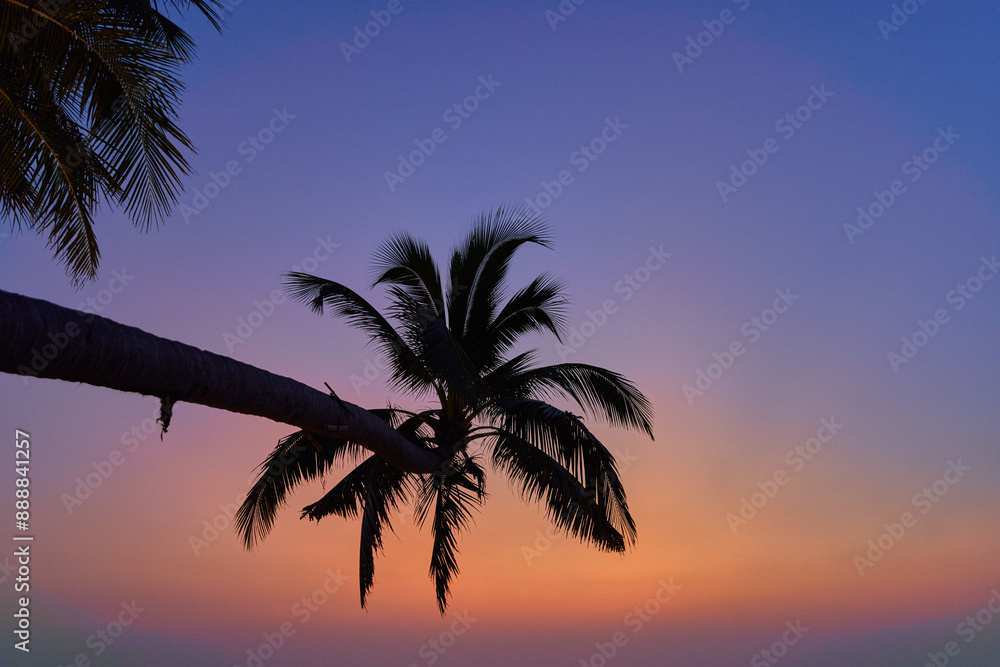 Wallpaper of silhouette of a tall palm tree against a gradient idyllic sky Wallpaper of silhouette of a tall palm tree against a gradient idyllic sky