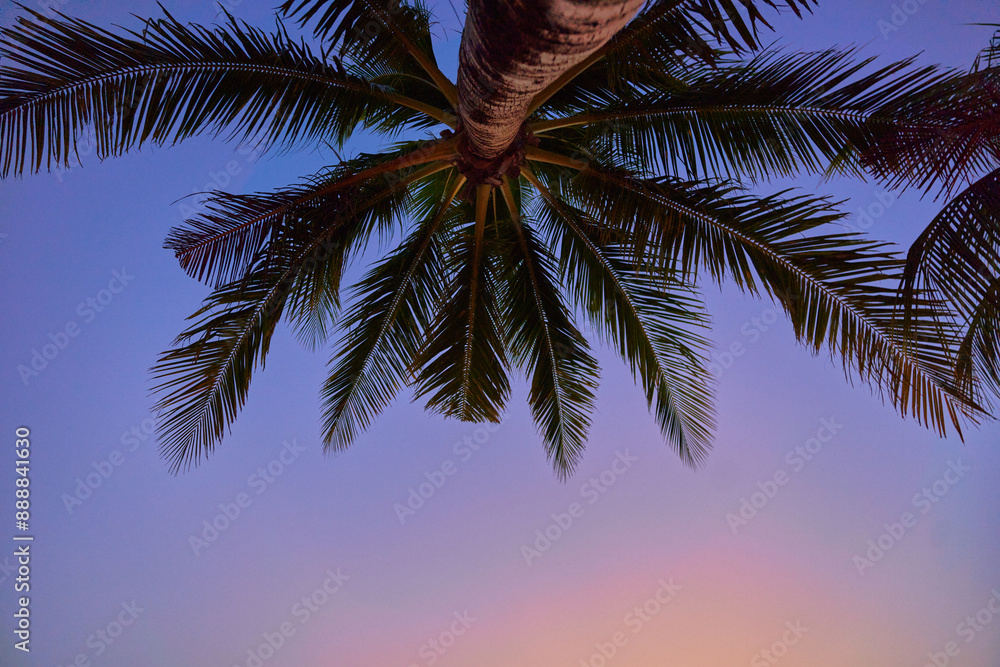 Obraz premium Wallpaper of silhouette of a tall palm tree against a gradient idyllic sky