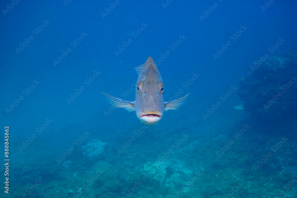 Fototapeta premium 大きく美しいハマフエフキ（フエフキダイ科）。東京都伊豆諸島式根島-2020年10月Large and beautiful Spangled emperor (Lethrinus nebulosus) and others. 