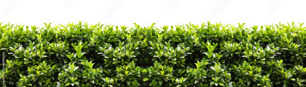 Obraz premium Long Green Hedge