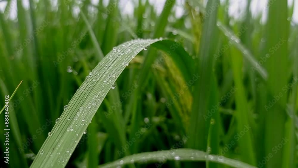 dew droplets on rice leaves in a foggy morning dew droplets on rice leaves in a foggy morning