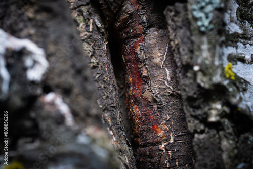 Natural tree texture background, bark with the 