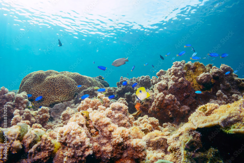 Fototapeta premium イッテンチョウチョウウオ、ヤリカタギ（チョウチョウウオ科）、ソラスズメダイ（スズメダイ科）他の群れ。 伊豆諸島式根島-2020年10月 Teardrop butterflyfish (Chaetodon unimaculatus) Chevron Butterflyfish (Chaetodon trifascialis) Heavenly Damselfish (Pomacentrus 