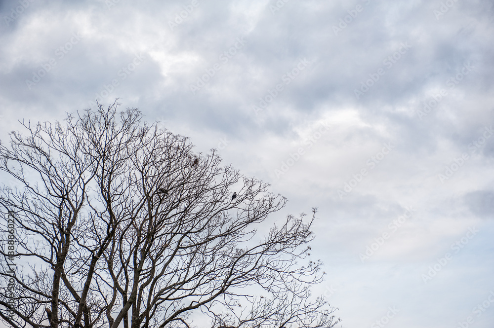 Birds perched on bare branches of a tree against a clear blue sky capture a tranquil and serene nature scene Birds perched on bare branches of a tree against a clear blue sky capture a tranquil and serene nature scene