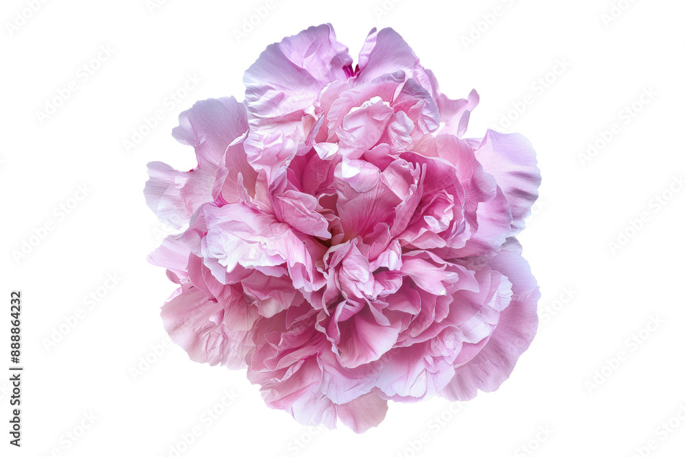 Blossoming peony petals isolated on transparent background Blossoming peony petals isolated on transparent background