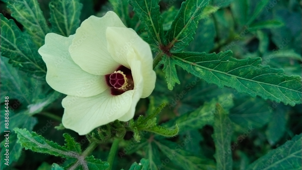 Ladies' fingers or ochre, Okra vegetable flower in plant, Blooming Okra’s flower with young okra on the stem. Ladies' fingers or ochre, Okra vegetable flower in plant, Blooming Okra’s flower with young okra on the stem.