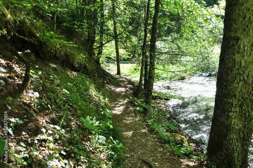 Path in the forest in Yedi Goller (Seven Lakes) National Park, Bolu, Turkey photo