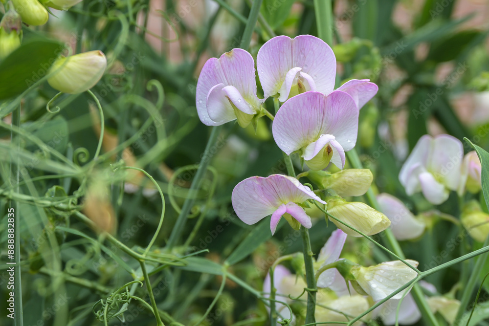 Sweet pea, Lathyrus odoratus with pale pink flowers, annual climbing plant cultivated in a cottage garden, copy space, selected focus Sweet pea, Lathyrus odoratus with pale pink flowers, annual climbing plant cultivated in a cottage garden, copy space, selected focus