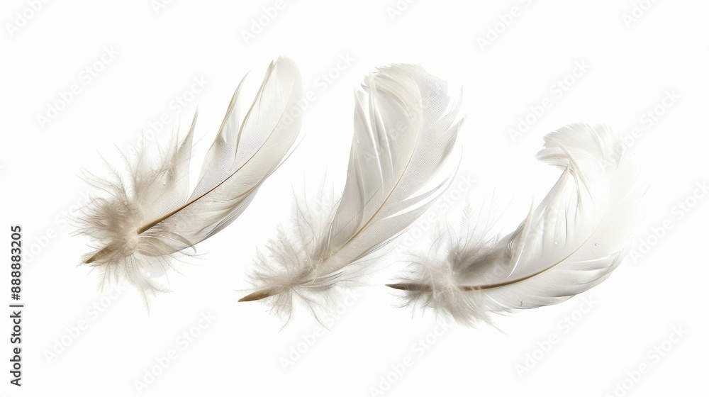 White feathers fly in the air, isolated on a white background White feathers fly in the air, isolated on a white background