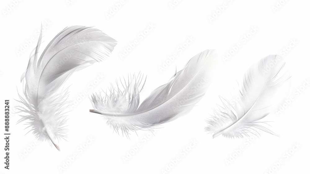 White feathers fly in the air, isolated on a white background White feathers fly in the air, isolated on a white background
