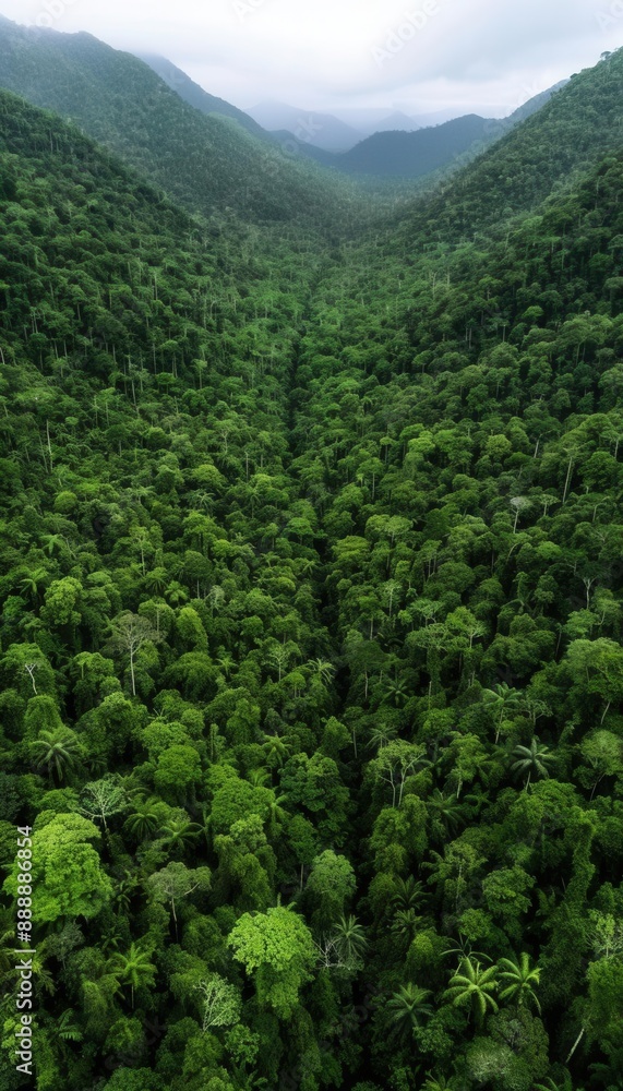 Aerial view of deforestation in a tropical rainforest, illustrating habitat loss Aerial view of deforestation in a tropical rainforest, illustrating habitat loss