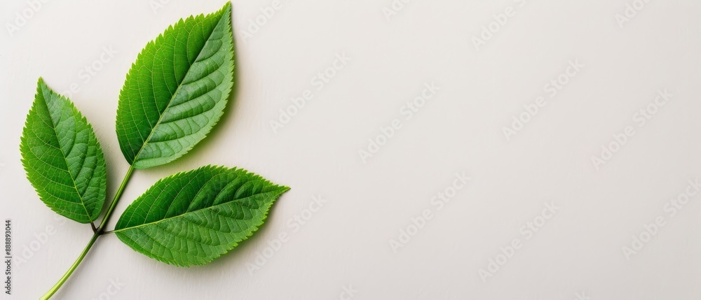 Close-up of a green leaf against a white backdrop Text space on the left Close-up of a green leaf against a white backdrop Text space on the left
