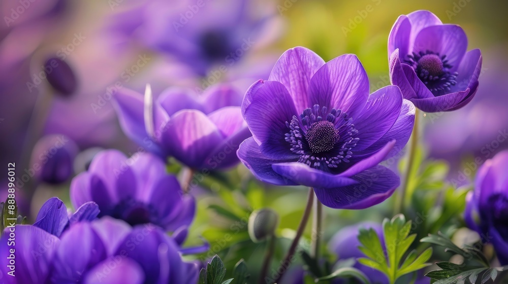 Beautiful Spring Flower the Purple Anemone Coronaria Beautiful Spring Flower the Purple Anemone Coronaria