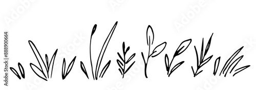 Field herbs, different twigs, stems and leaves, wild plants, blades of grass. Nature and vegetation. Simple hand drawn vector illustration with black outline. Sketch in ink.