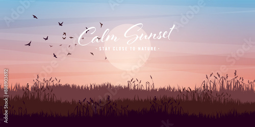 Meadow silhouettes with grass. Countryside, panoramic summer lawn rural landscape with herbs, weeds. Agriculture and farming. Summer sunset in nature, wildlife. Vector illustration