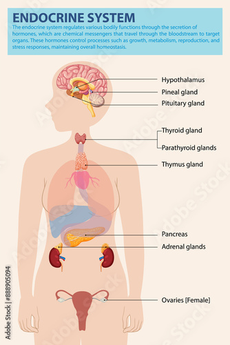 Illustration of endocrine glands and their locations