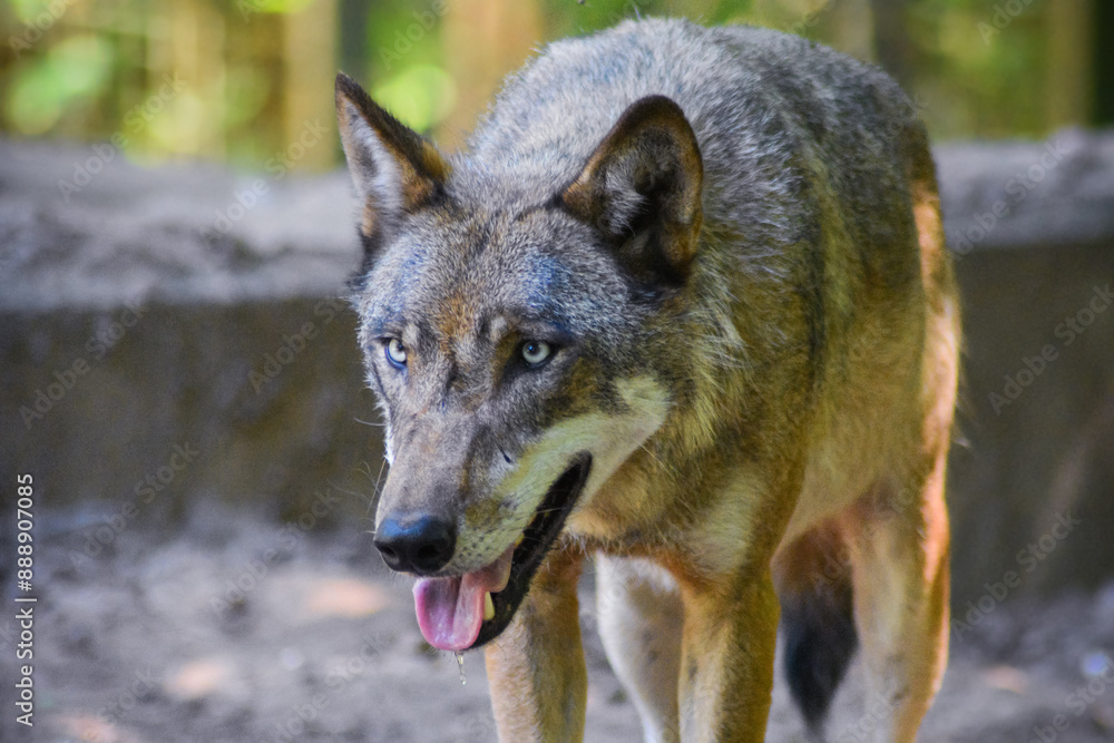 Fototapeta premium Wolf stands and pants in the zoo.