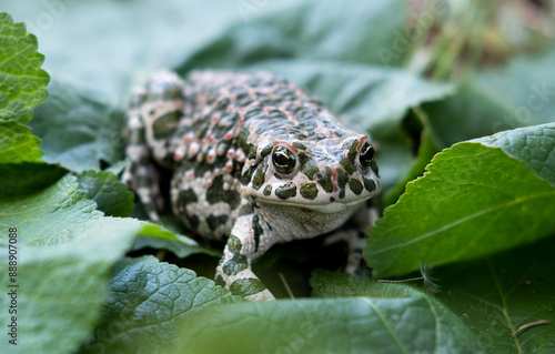 The European green toad (Bufotes viridis), Crimea photo