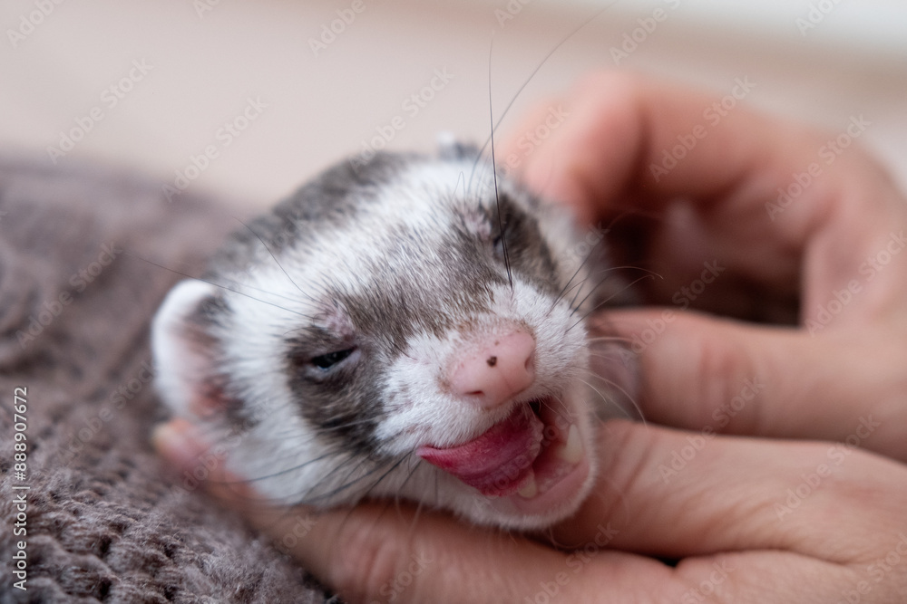 Portrait of cute and tired domestic pet ferret resting in her owner's hands. Woman and a pet concept. Portrait of cute and tired domestic pet ferret resting in her owner's hands. Woman and a pet concept.