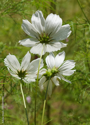 back of thrree flowers of white cosmos
