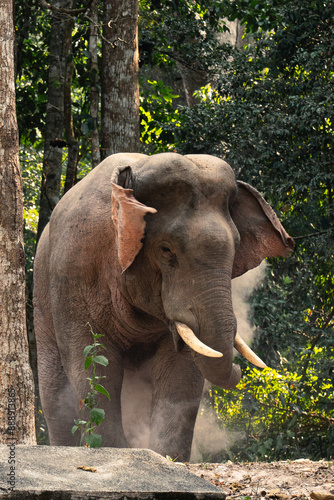 The wild elephant playing while people watching at Kaoyai Thailand. photo