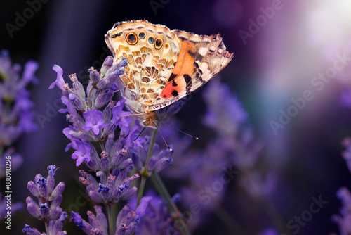 Colorful Butterfly. Painted Lady. Vanessa cardui. Macro nature. Nature background. 