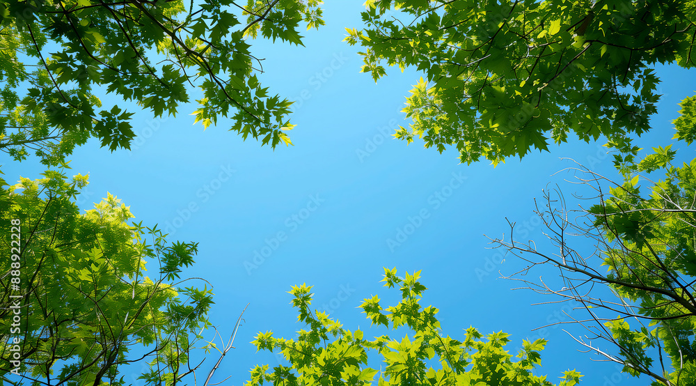 Fototapeta premium leaves against blue sky