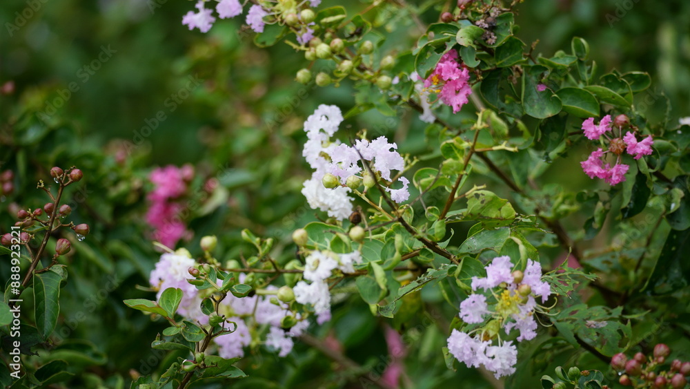 Fototapeta premium Close-up of Rosa multiflora flowers blooming in the garden