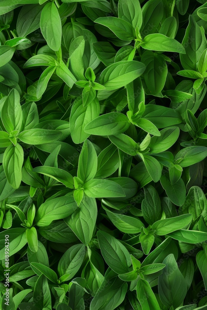 Stevia texture background, sweet leaf pattern, stevia rebaudiana banner, sugar substitute mockup Stevia texture background, sweet leaf pattern, stevia rebaudiana banner, sugar substitute mockup