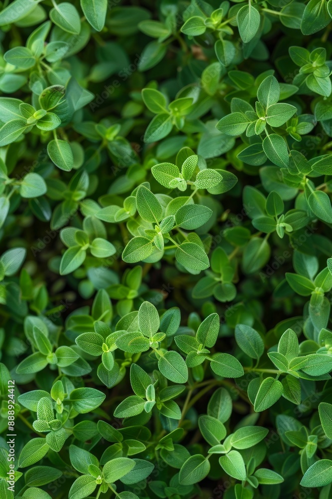 Thyme texture background, thymus leaf banner, Thymus vulgaris pattern, fresh herbal leaves banner Thyme texture background, thymus leaf banner, Thymus vulgaris pattern, fresh herbal leaves banner