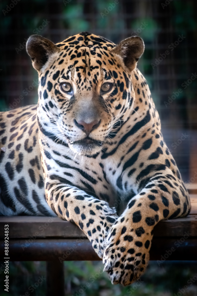 Obraz premium Panthera Pardus, Leopard