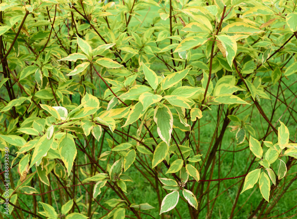 Obraz premium White Dogwood (Cornus alba)