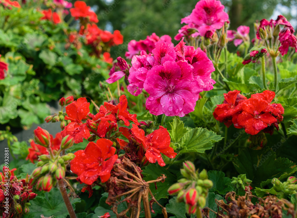 Pink and red pelargonium (Geranium) flowers with dew drops after rain Pink and red pelargonium (Geranium) flowers with dew drops after rain