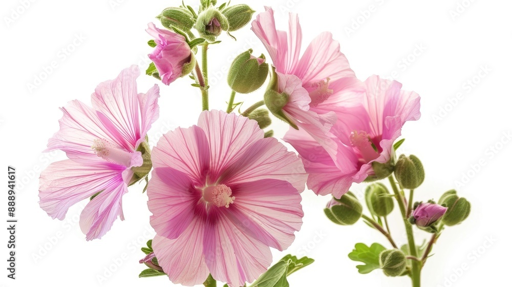 Obraz premium Wax mallow Malvaviscus arboreus flower with various names