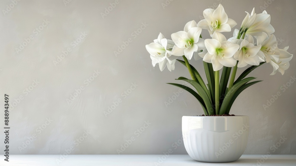 White Flower in White Pot with Empty Space Winter Bloom White Flower in White Pot with Empty Space Winter Bloom