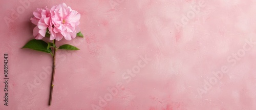  A solitary pink bloom atop a pink wall, adjacent to a green foliage branch